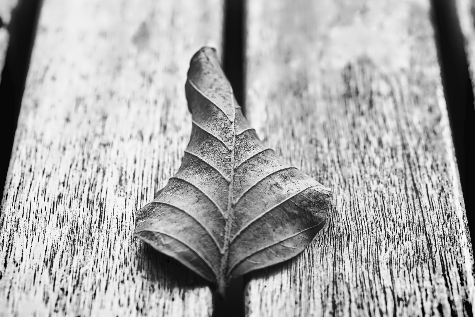 Blatt macht Zwischenstop auf Gartentisch