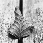 Blatt macht Zwischenstop auf Gartentisch