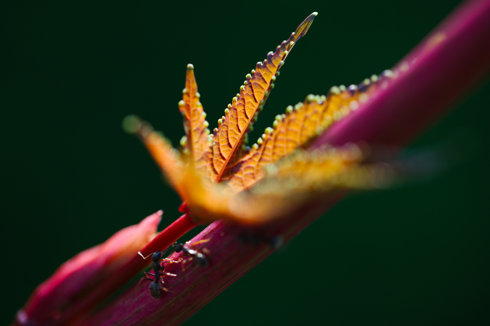 Blatt mit Ameisen