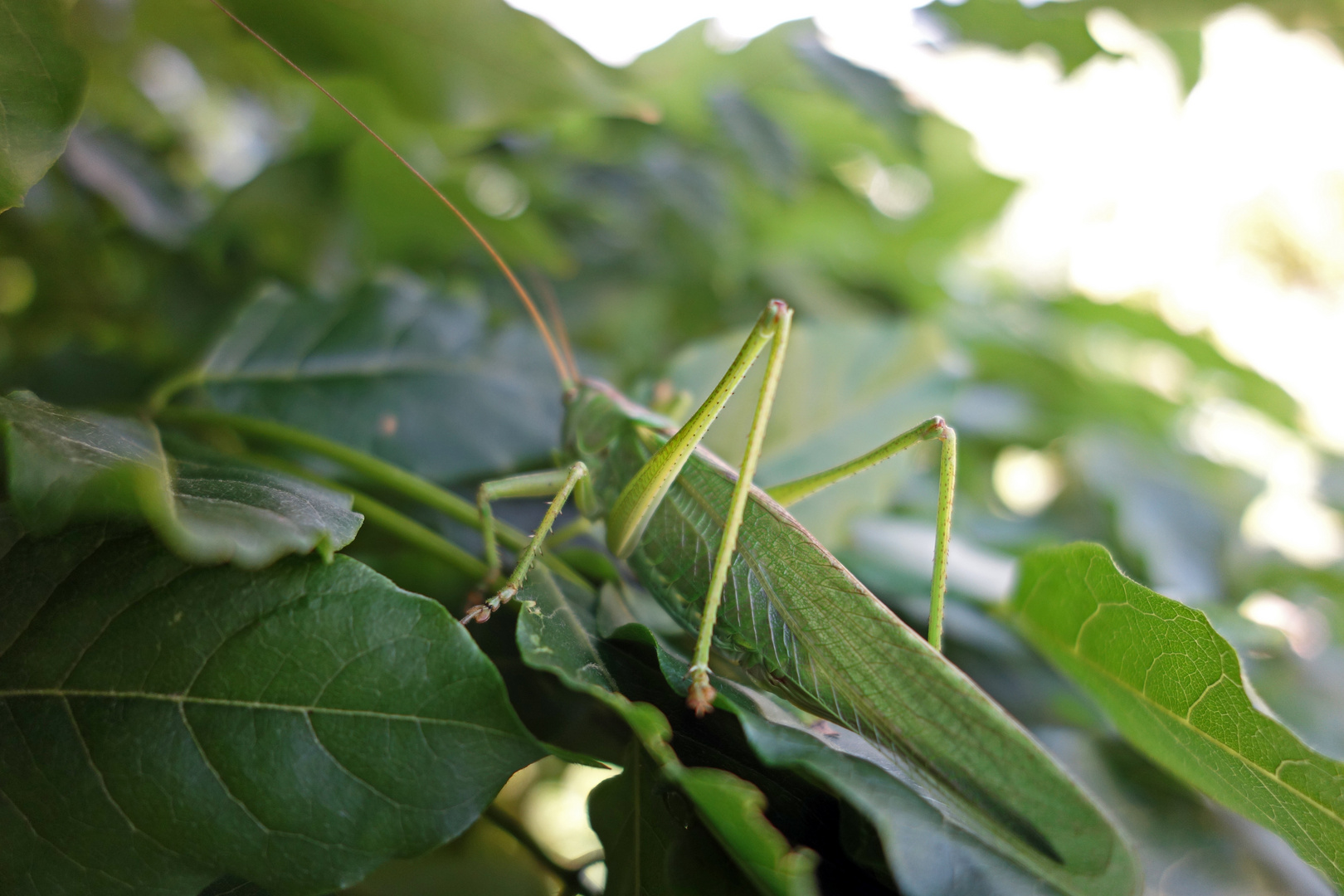 Blatt mit Beinen