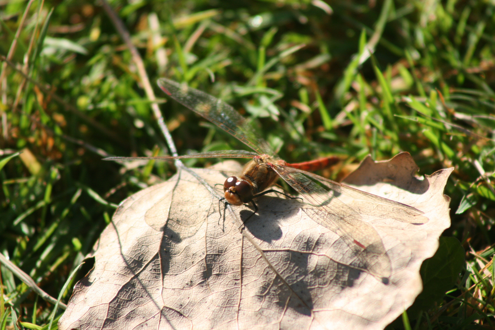 Blatt mit Besuch