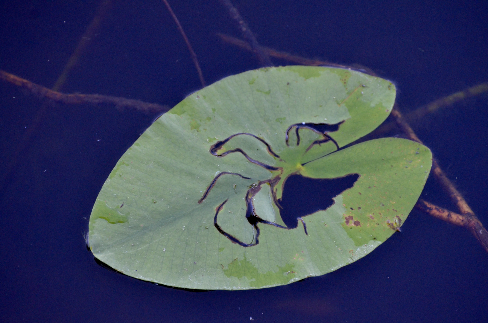 BLATT MIT BOTSCHAFT?