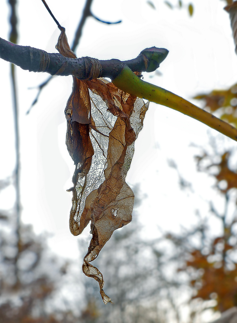 Blatt mit Durchblick