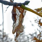 Blatt mit Durchblick