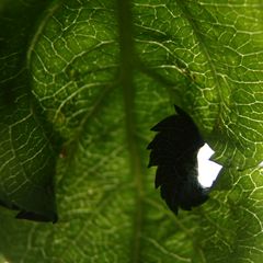 Blatt mit Durchblick