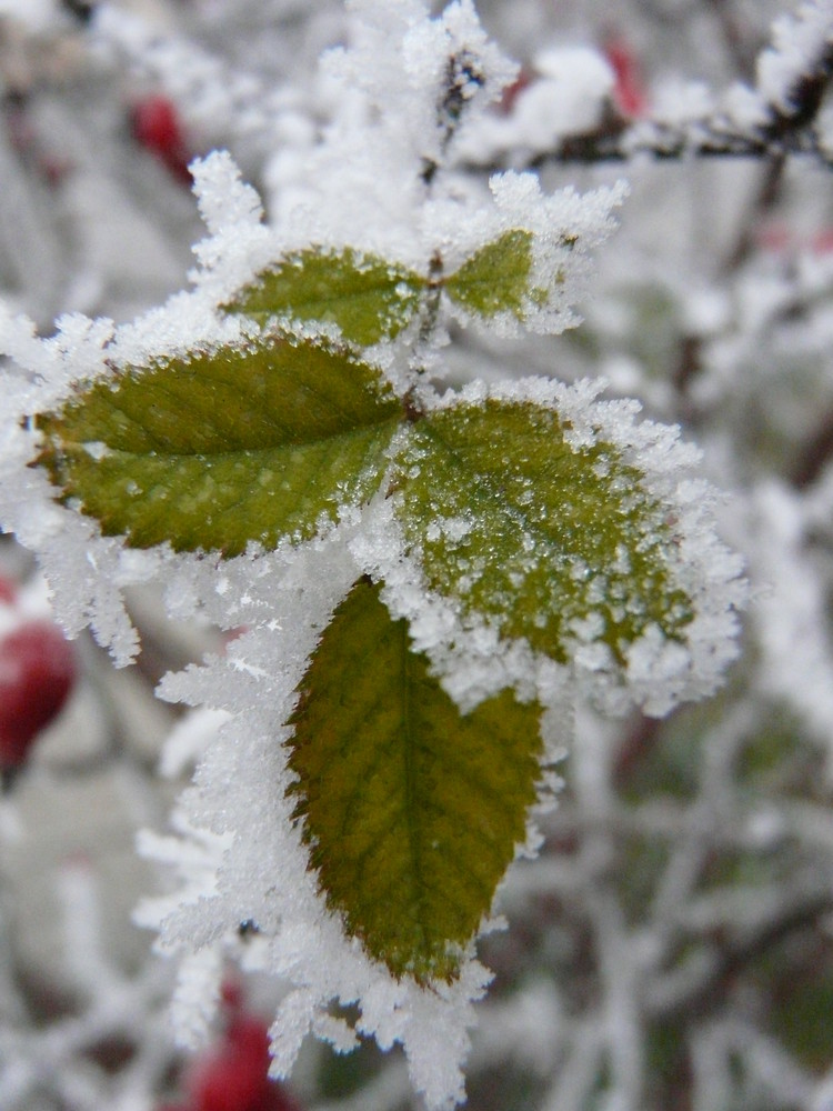 Blatt mit einem Winterkranz