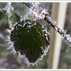 Blatt mit Eiskette