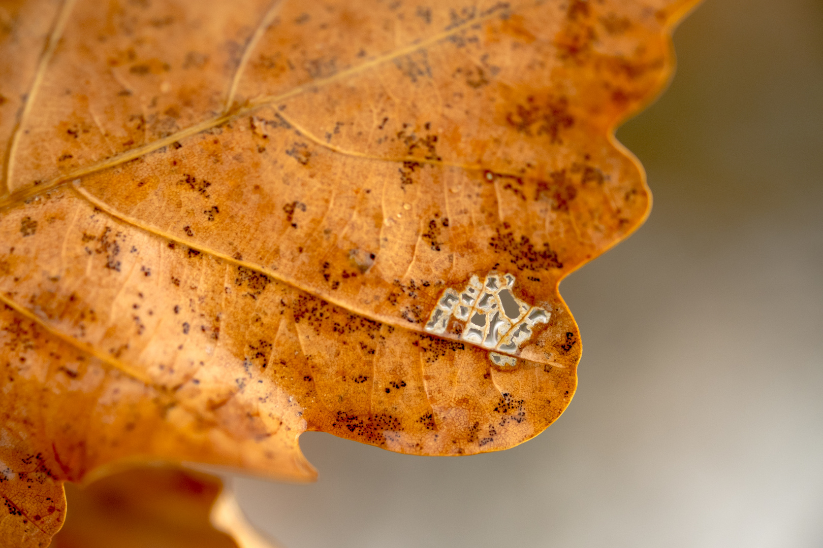 Blatt mit "Eisloch"