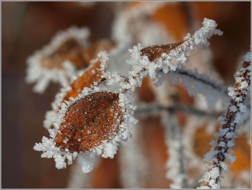 Blatt mit Eisspitzen