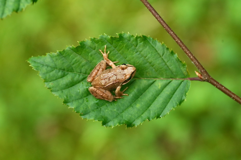 Blatt mit etwas Frosch