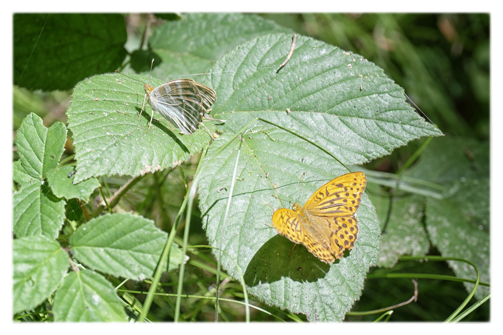 Blatt mit Falterbesuch