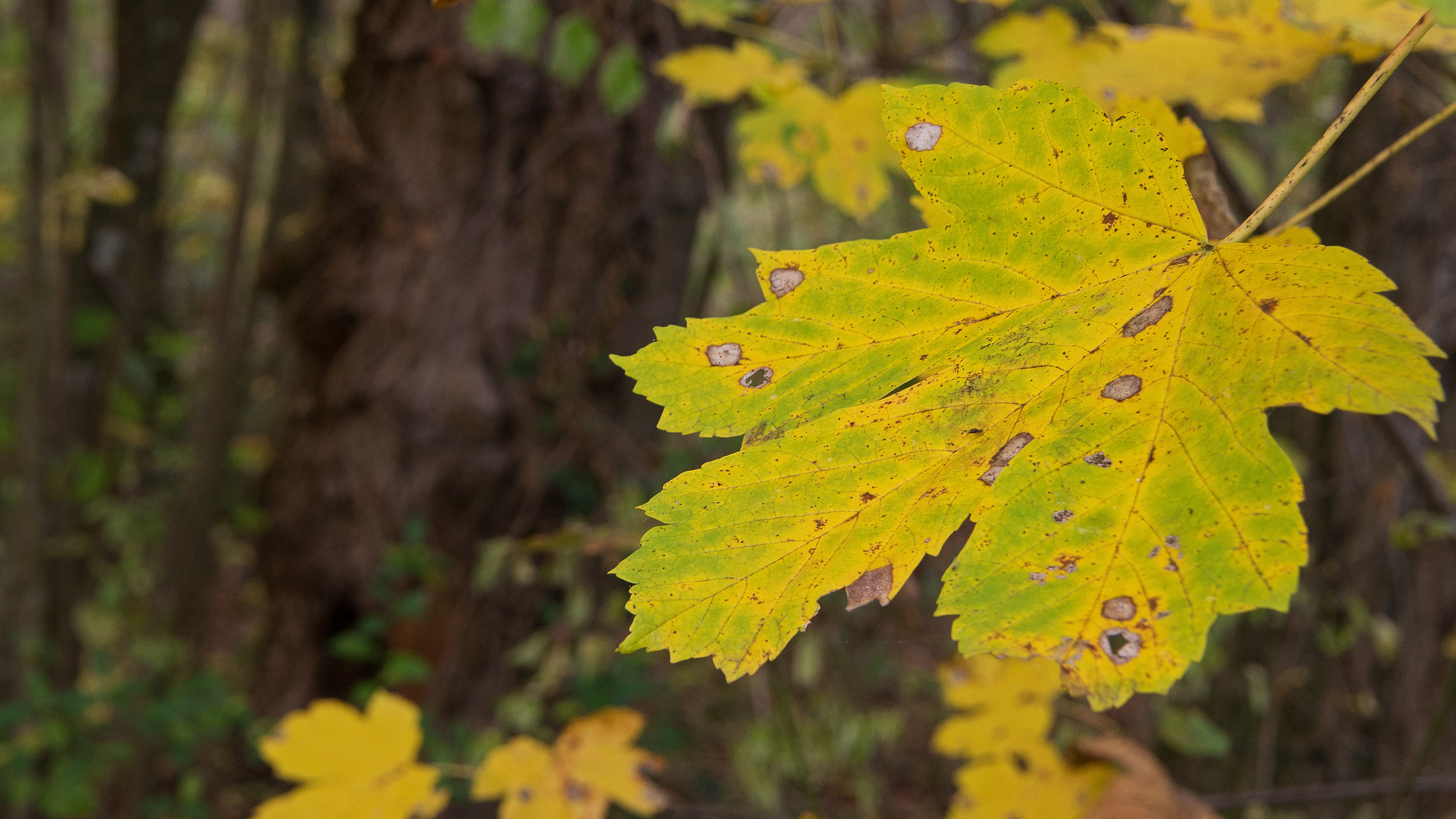 Blatt mit Flecken