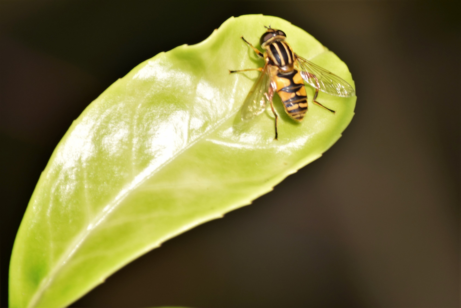 Blatt mit Fliege