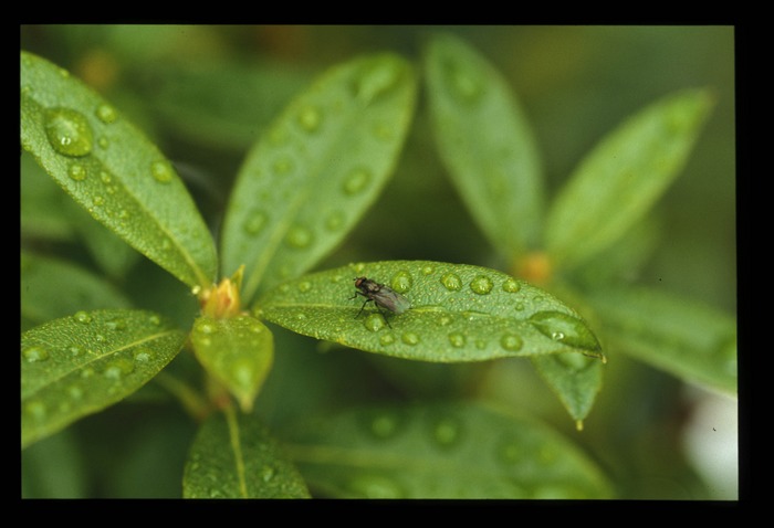 Blatt mit Fliege