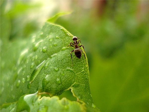 Blatt mit Freund