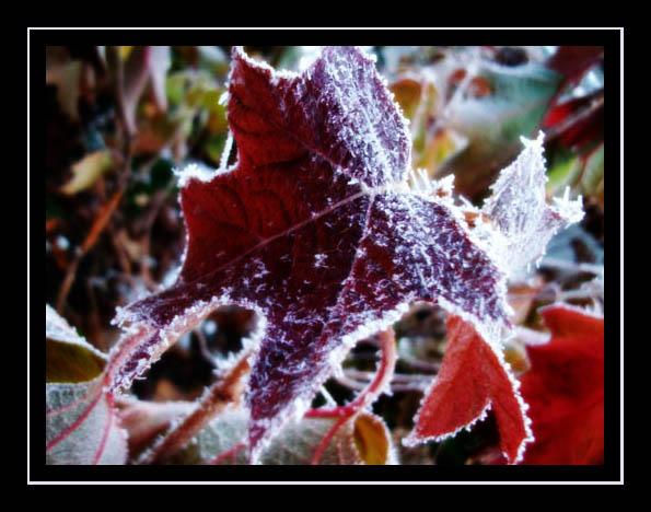 Blatt mit Frost