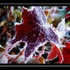 Blatt mit Frost