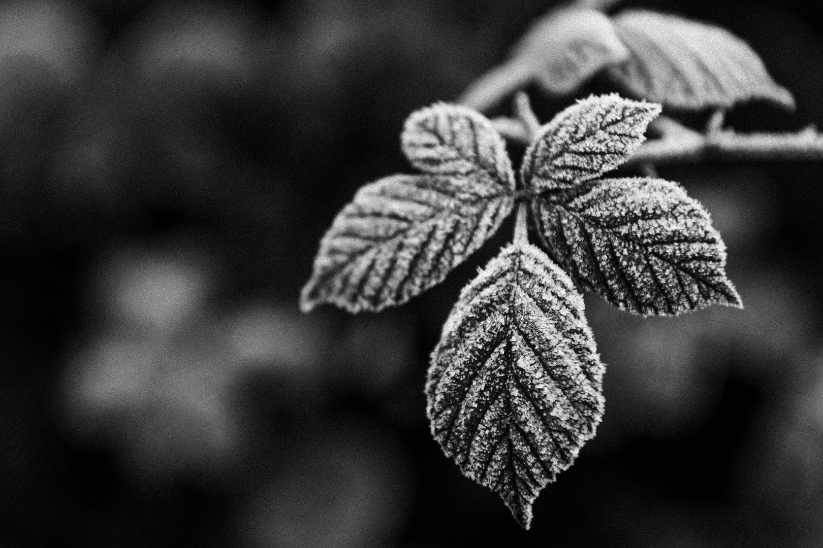 Blatt mit Frost