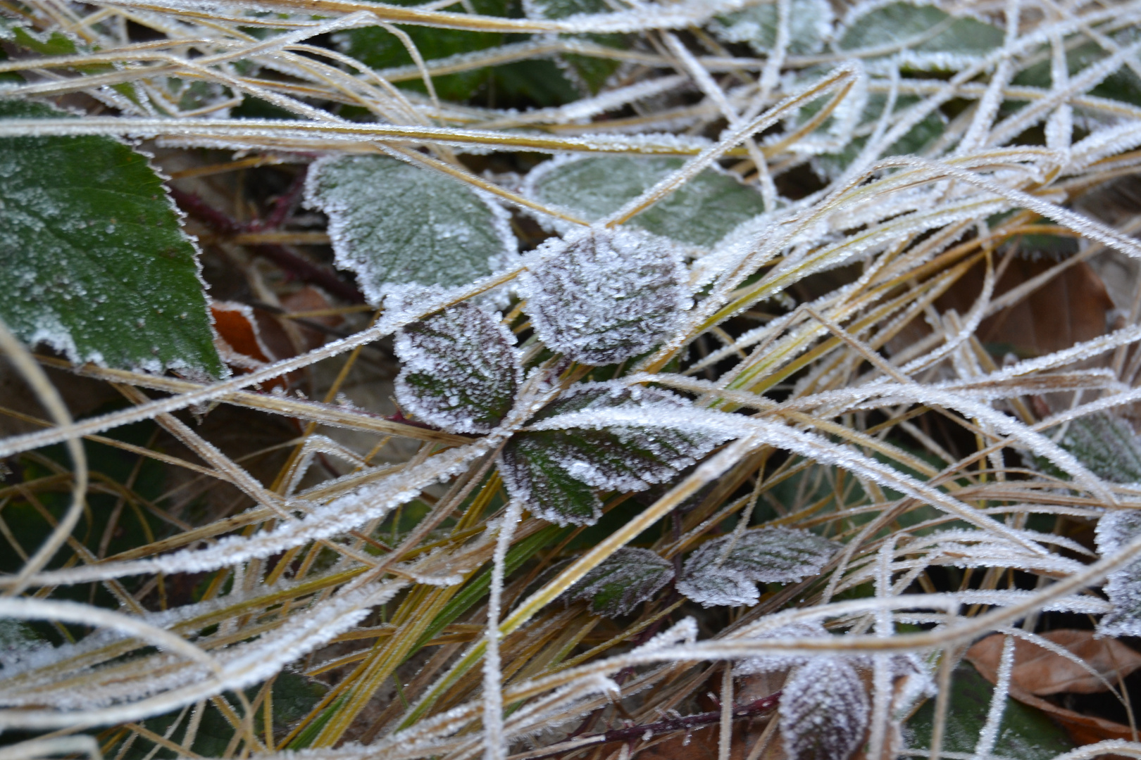 Blatt mit Frost