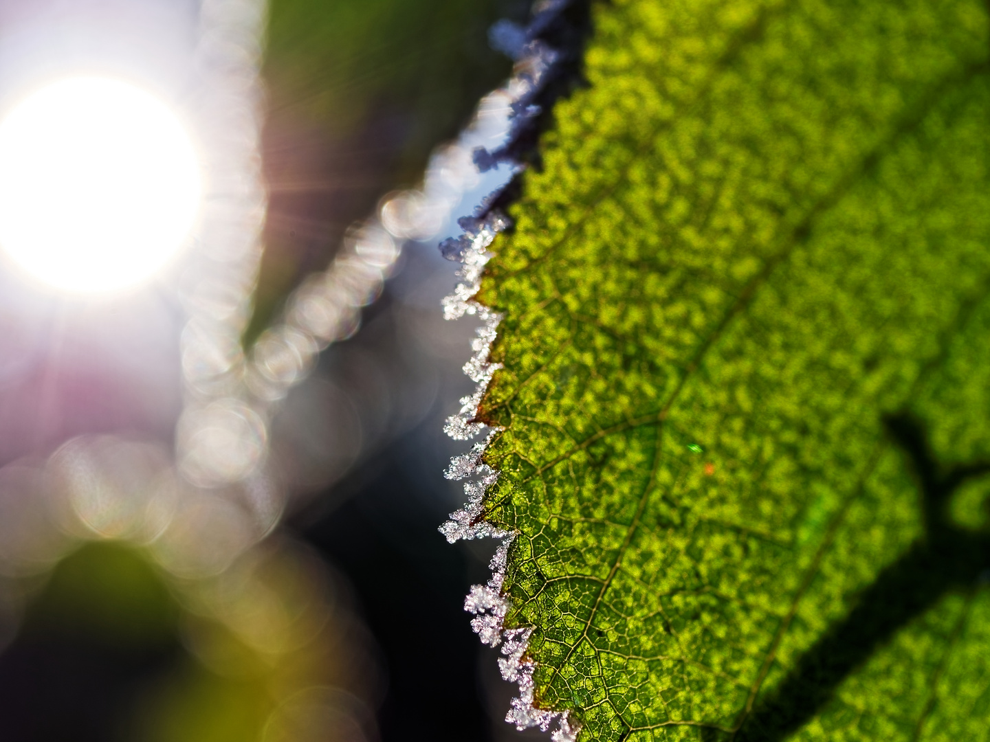 Blatt mit Frost