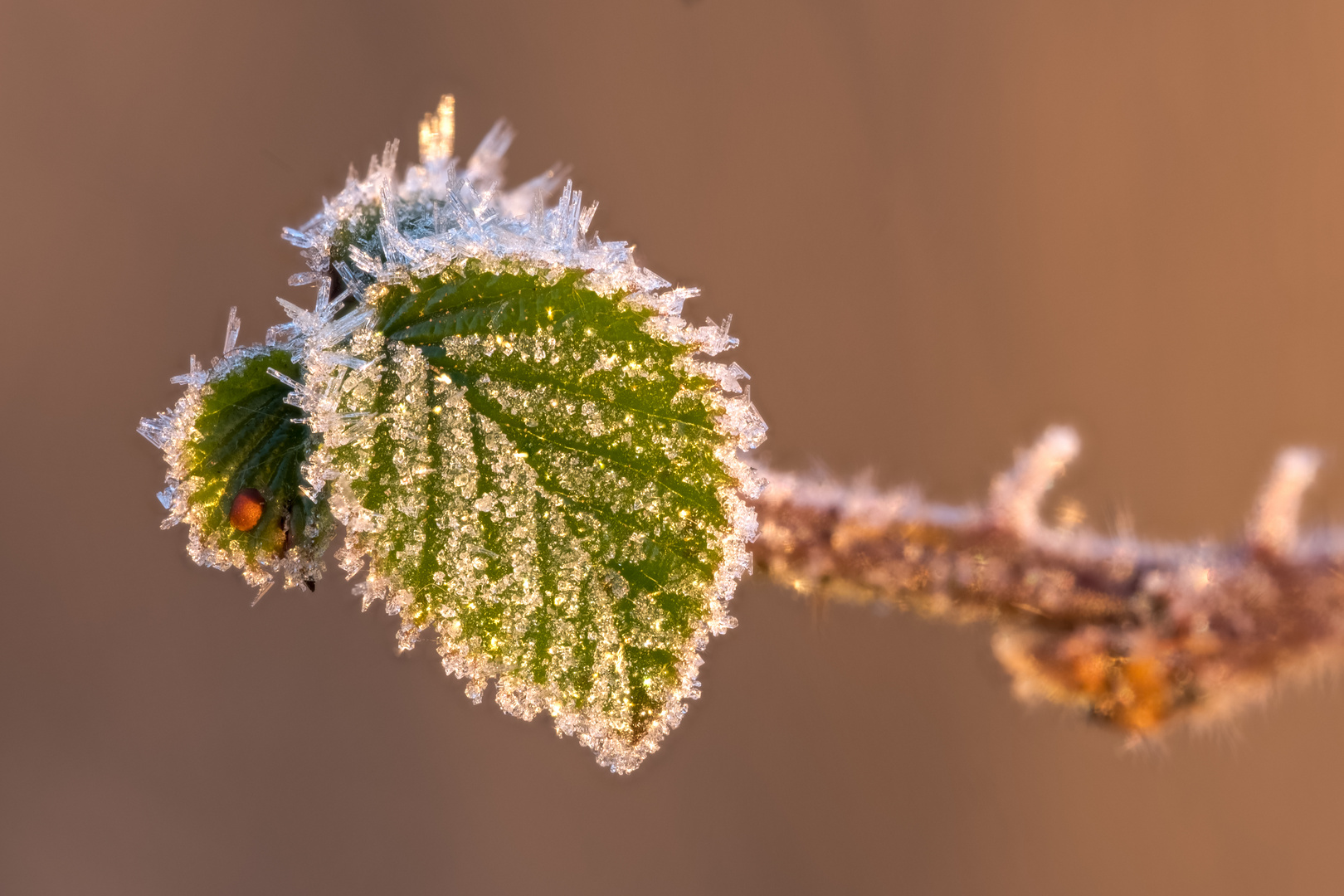 Blatt mit Frost