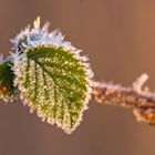 Blatt mit Frost