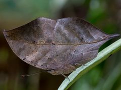 Blatt mit Fühler