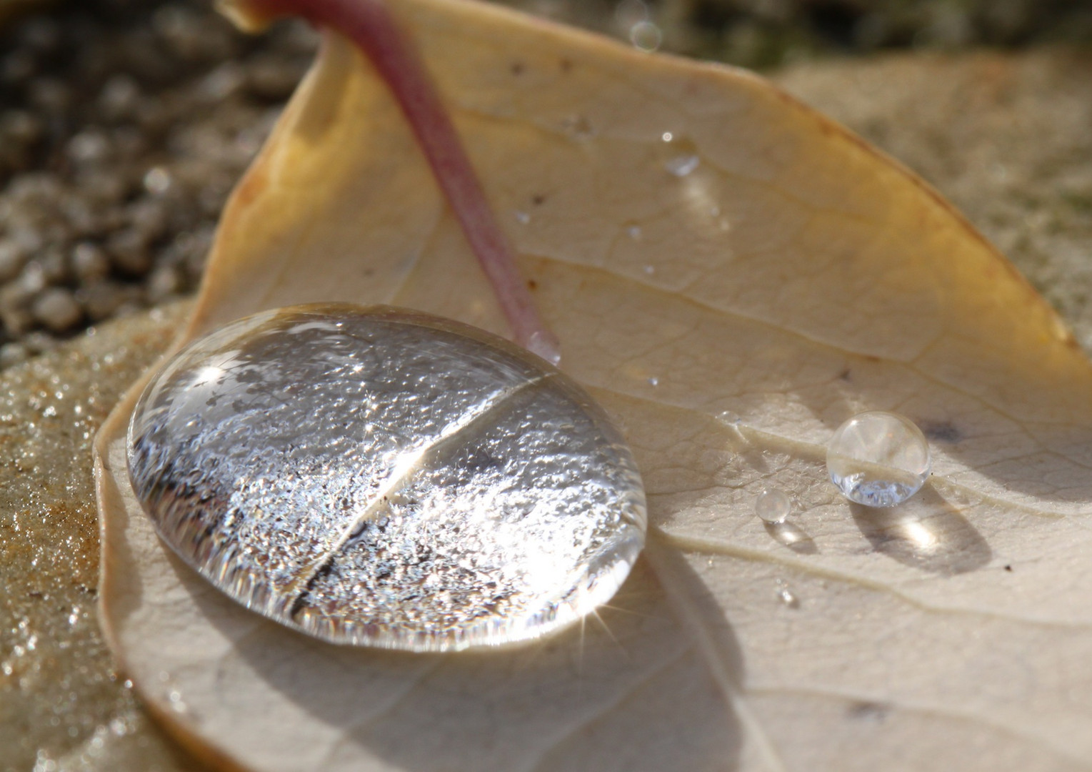 Blatt mit grossem Wassertropfen