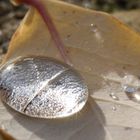 Blatt mit grossem Wassertropfen