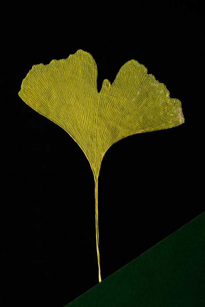 Blatt mit grüner Ecke