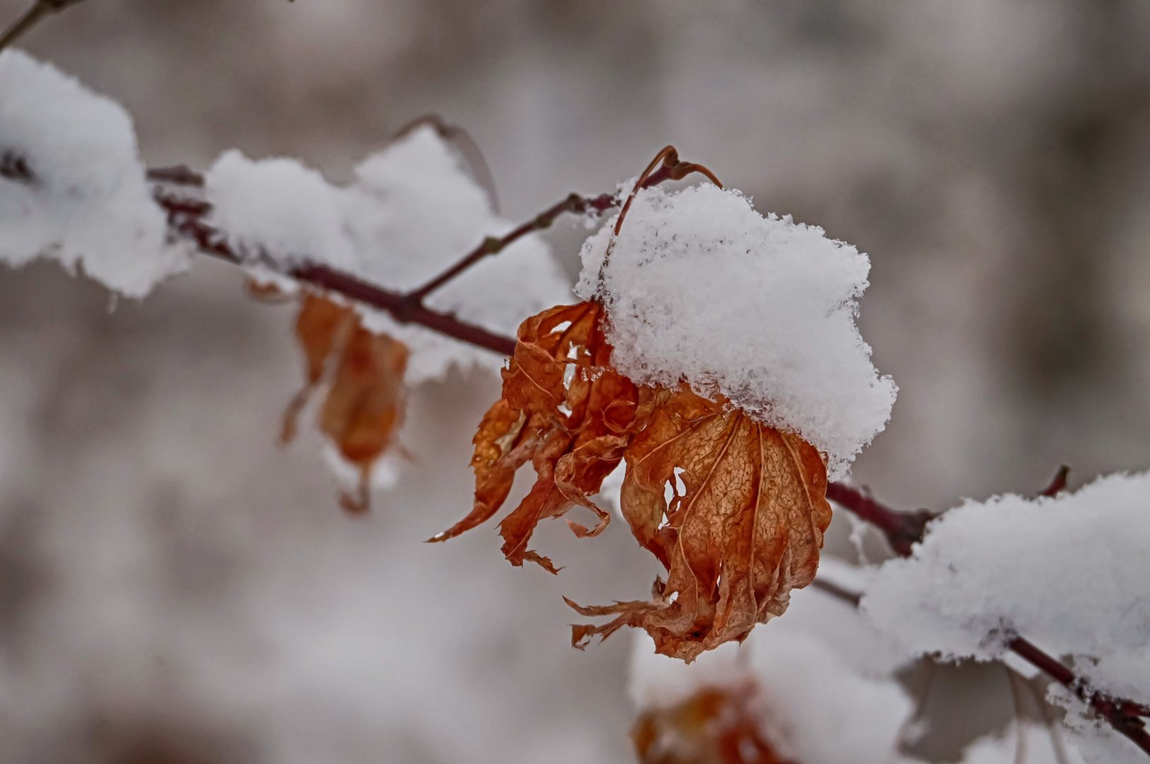 Blatt mit Häubchen