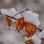 Blatt mit Häubchen