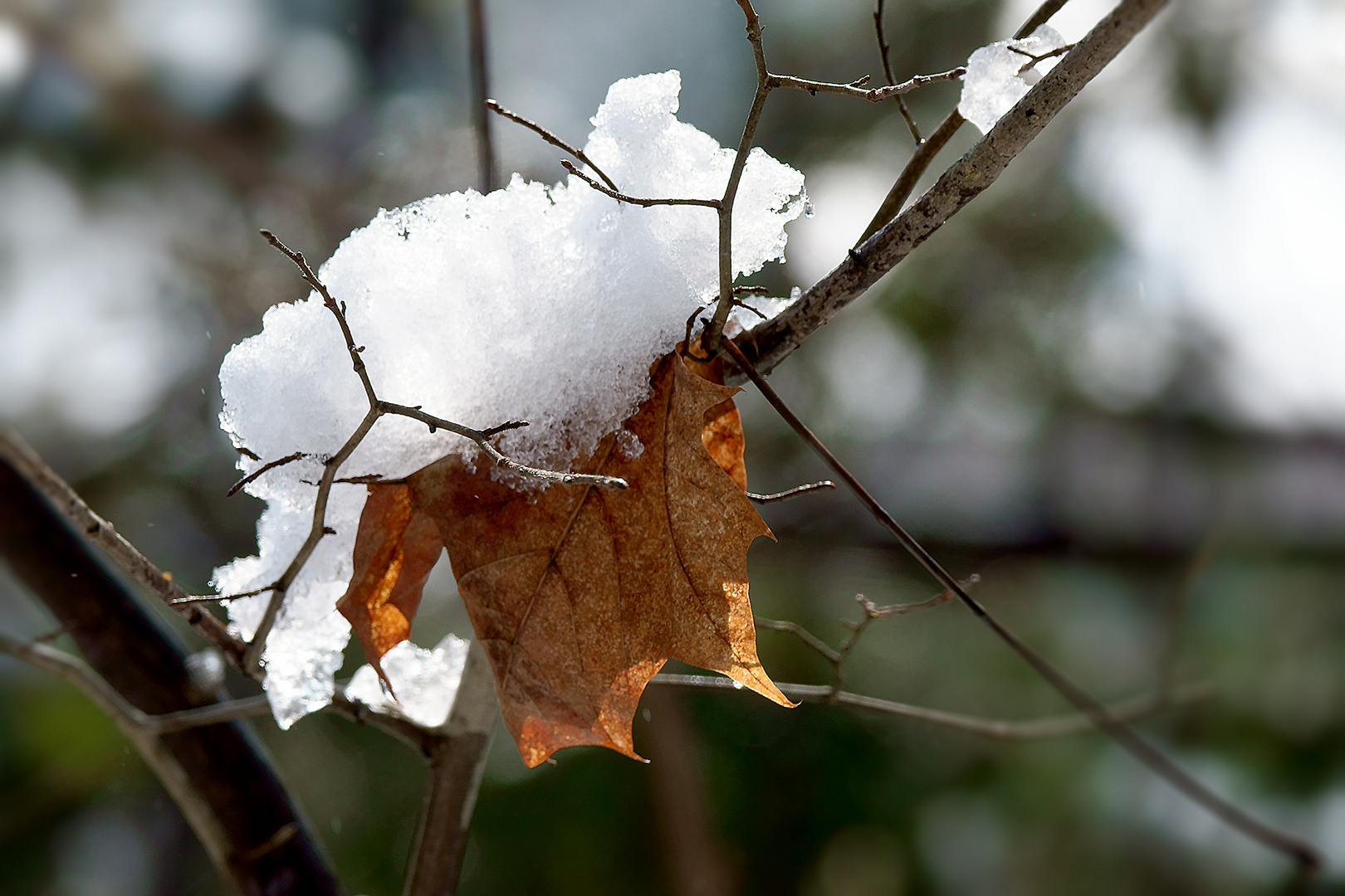 Blatt mit Haube