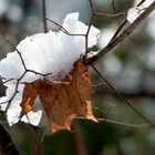 Blatt mit Haube