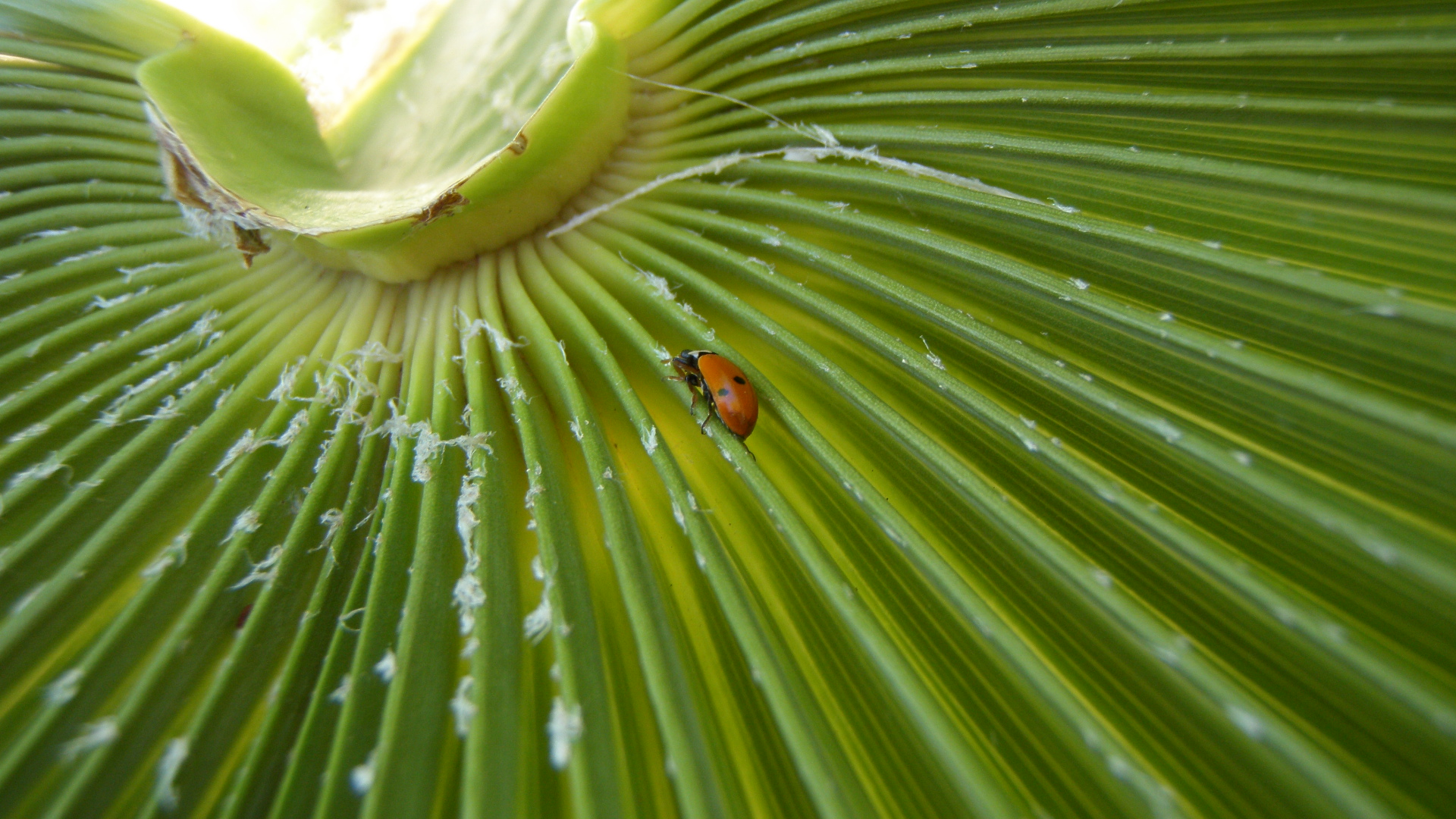 Blatt mit Käfer