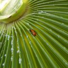 Blatt mit Käfer