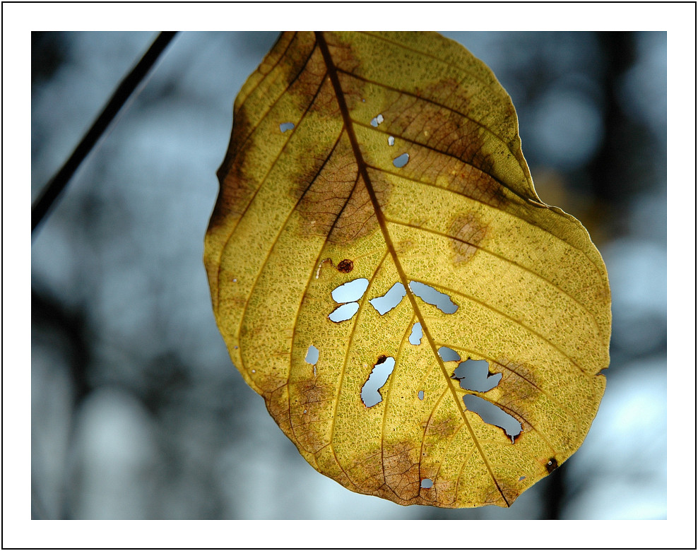 Blatt mit letzter Kraft....