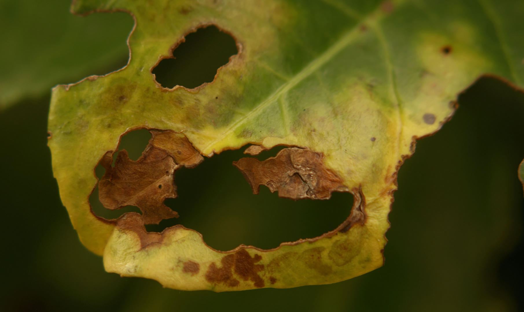 Blatt mit Lochfraß