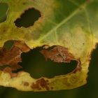 Blatt mit Lochfraß