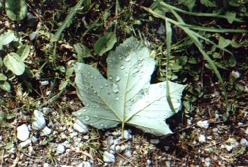 Blatt mit Morgentau!