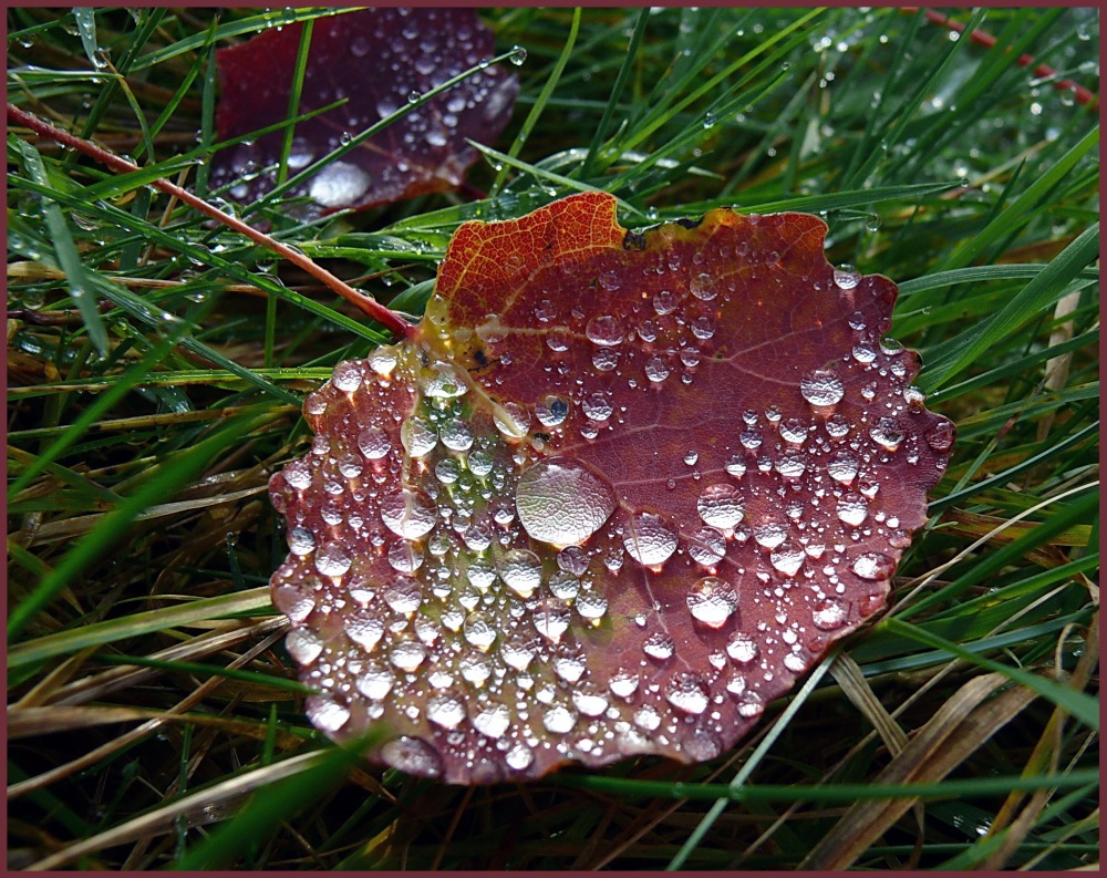 Blatt mit Perlen