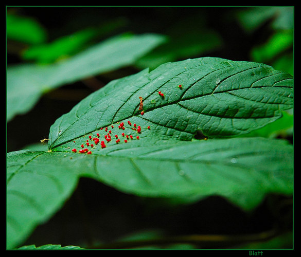 Blatt mit Punkten