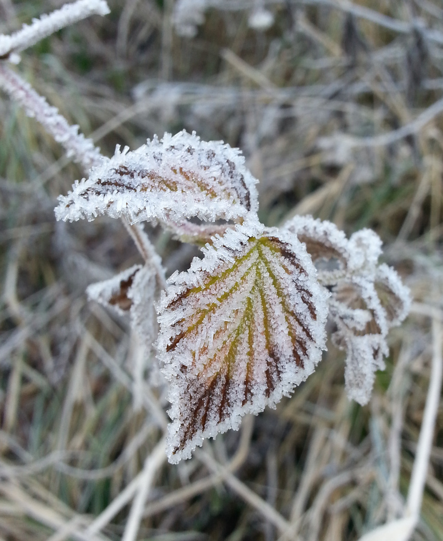 Blatt mit Raureif