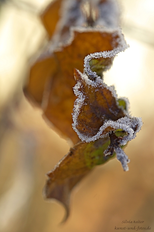 Blatt mit Raureif