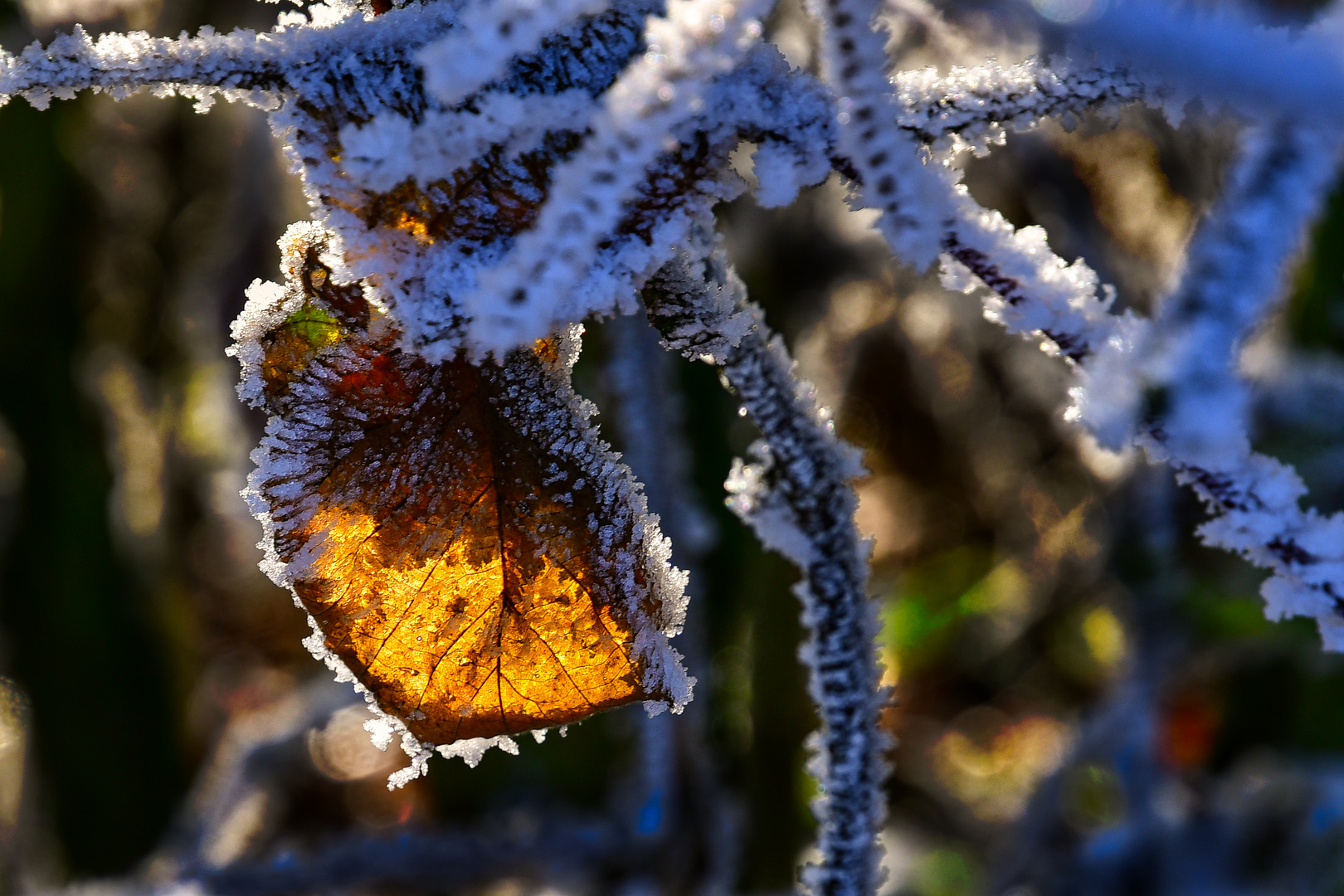 Blatt mit Raureif Gegenlicht