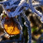 Blatt mit Raureif Gegenlicht