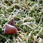 Blatt mit Raureif überzogen