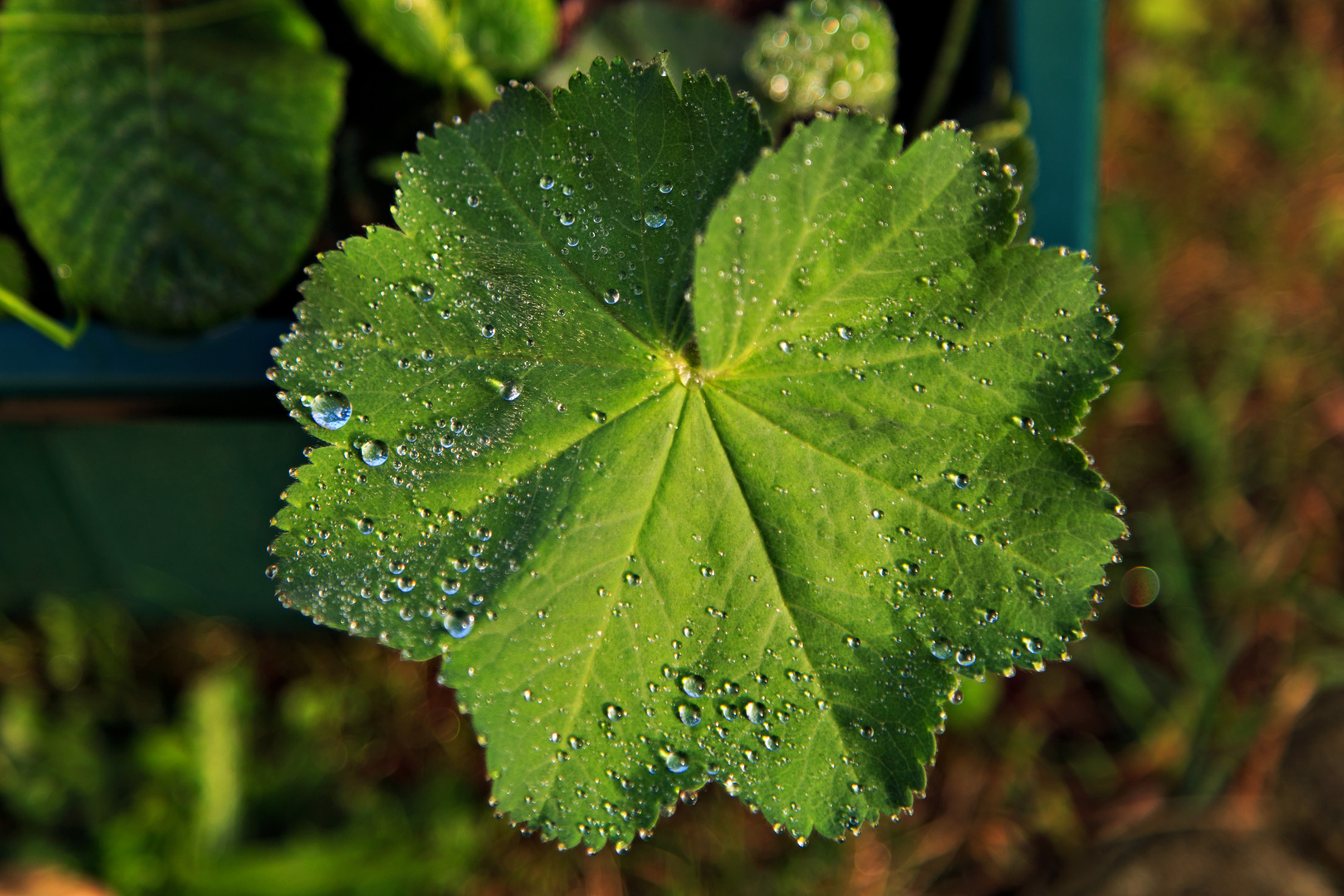 Blatt mit Regentropfen