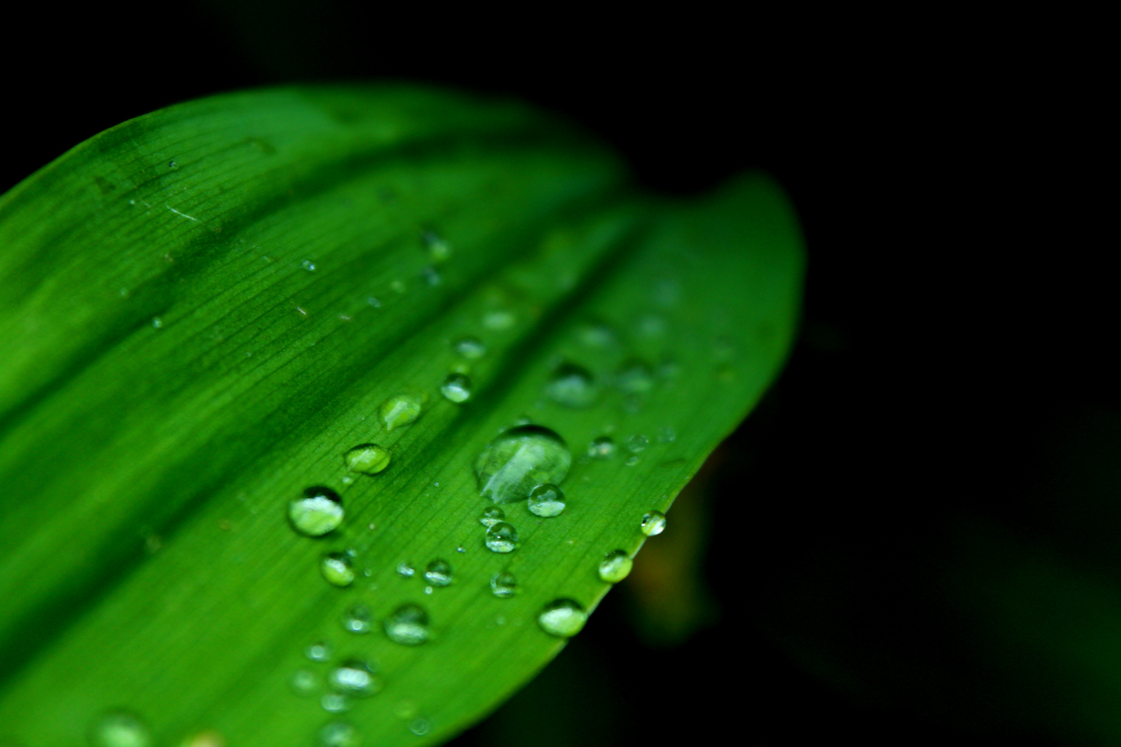 Blatt mit Regentropfen