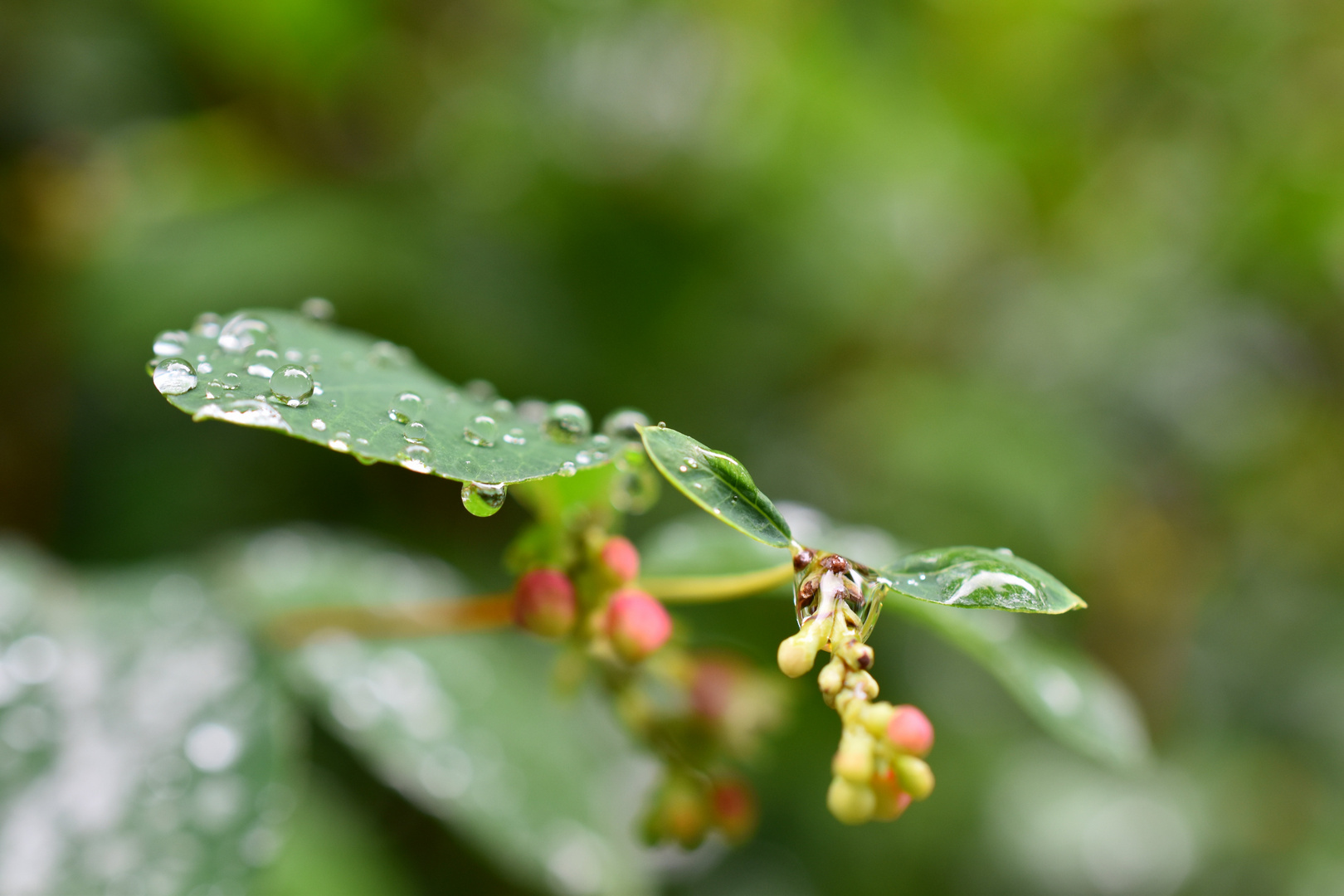 Blatt mit Regentropfen